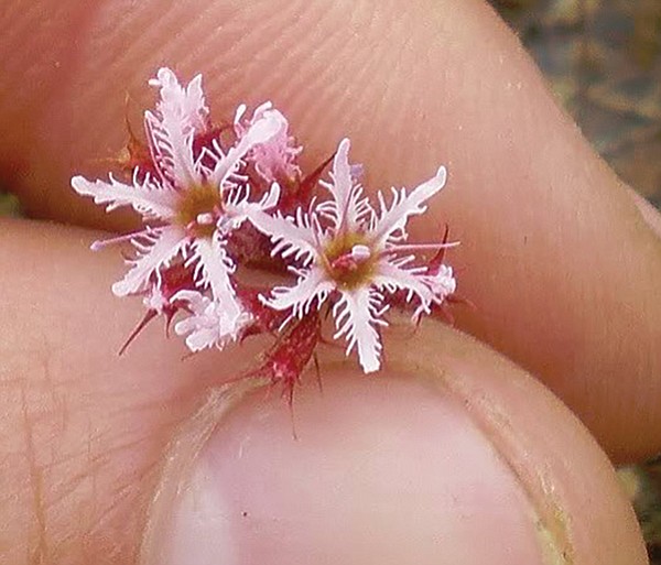 The fringed spineflower is native to California and mostly found only in San Diego and Baja. 