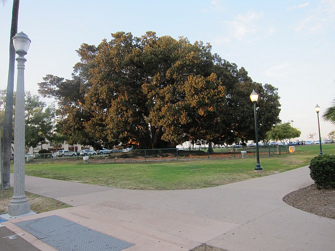 The Moreton Bay Fig is all that remains today from the county's 1915 exhibition orchard and garden. 