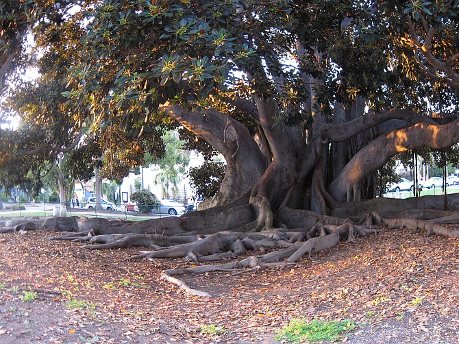 "I'd walk on every single root and try not to touch the ground while making it all the way around." 