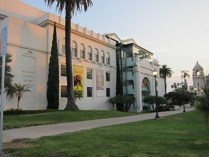 The Moreton Bay Fig sits next to the Natural History Museum. 