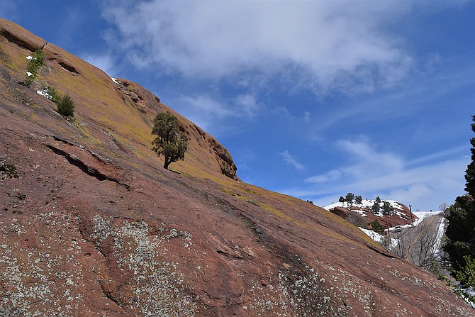 Cypress Tree, Red Rocks Amphitheater Area, Morrison Colorado, April 2016