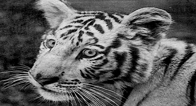 "...it didn’t occur to Hank’s sister or his aides that American laws might prohibit bringing a rare tiger across international boundaries." - Image by Joe Klein