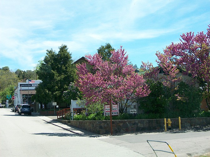 Blooming Lilac trees in spring time Julian.