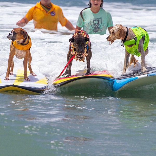 Surf judges will be looking for dogs with the ability to “grip it and rip it”