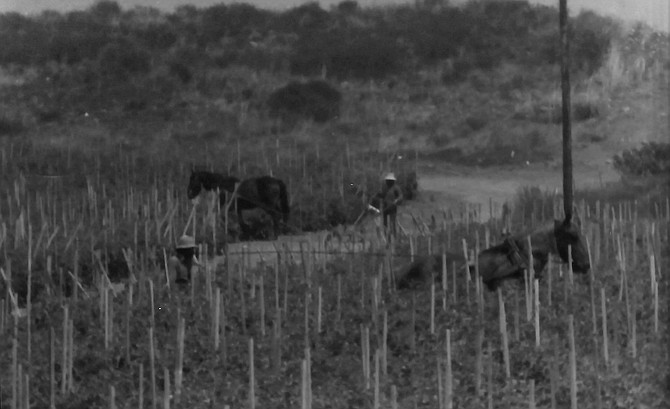 North side of Carmel Valley Road, west of where Evergreen Nursery is now. Not 100 years ago, but in 1980. (courtesy of Mary Shepardson)