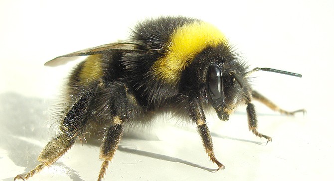 Bumble bees have no barb on their bites or stings and can attack multiple times. 