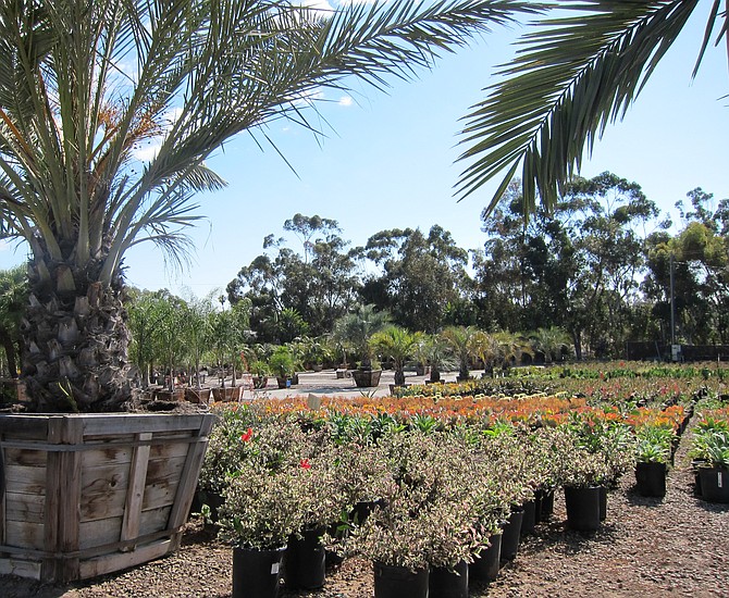 Collin's said the city is demanding he obtain a permit so he can sell the same things he's been selling for 37 years. He elaborated by saying he can sell a 16-gallon tree, but he can't sell a stake or bag of soil without a special permit.