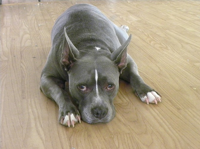Old pit bull adopted at the San Diego County Department of Animal Services in Carlsbad in 2009.