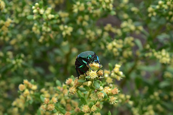 Figeater beetle on coyote bush plant at Otay River Valley Restoration Project area, Chula Vista, CA, July 2017