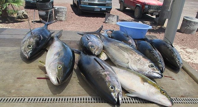 Yellowfin tuna are close to the normally cool water zone and are moving north. (Photo of catch at Old Mill, San Quintin)