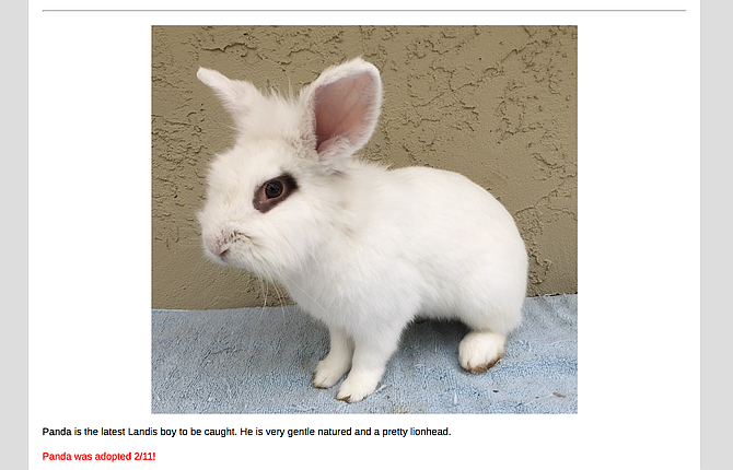 “Lionheads are show bunnies that can go for $100 each."