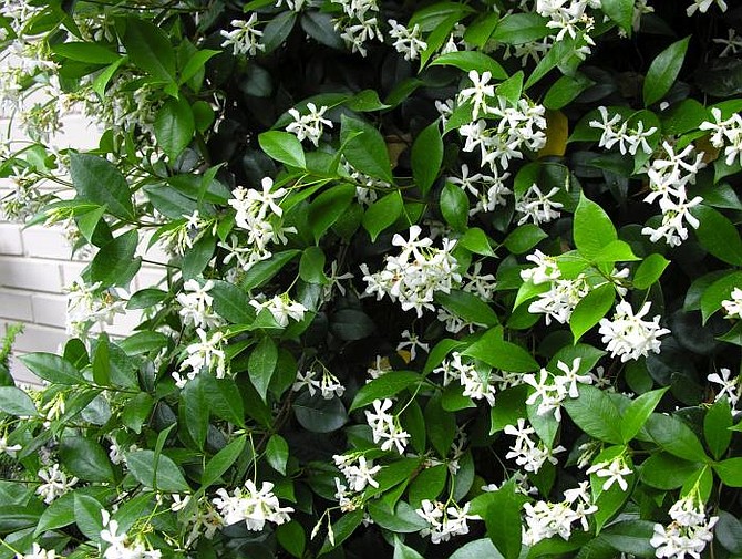 Star jasmine blooms in the late spring and early summer in San Diego.