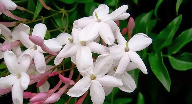 Exotic odor is produced by the flowers of true jasmines.