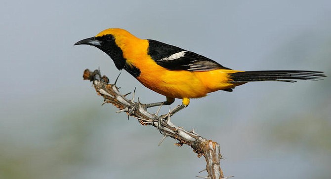 Hooded oriole. Used to nest in sycamore trees, now in planted palms.