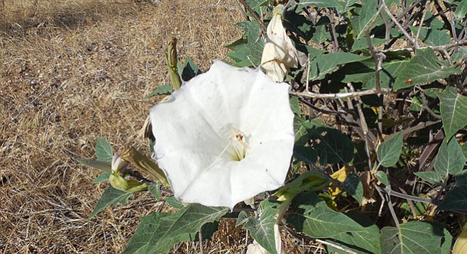Keep right, passing by clumps of jimson weed.