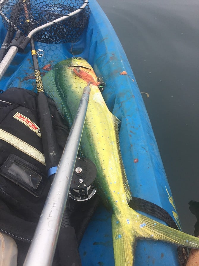 Kayak-caught dodo.  The amount of dorado caught this week doubled.