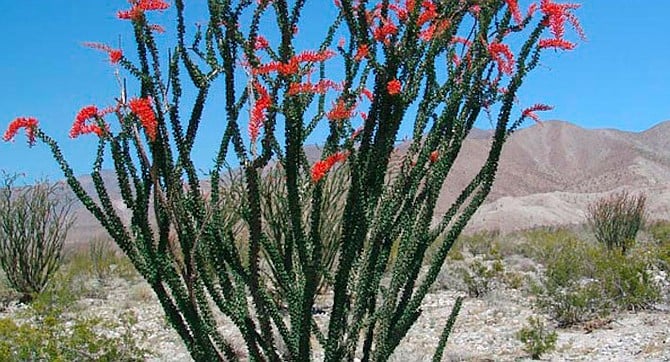 The spidery ocotillo can grow an instant crop of green leaves after a storm.