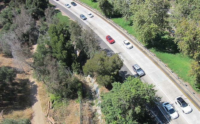 Looking over the side of the bridge, I saw a movement in what appeared to be a homeless camp under a large bush next to the freeway - complete with trash, graffiti, and clothing.