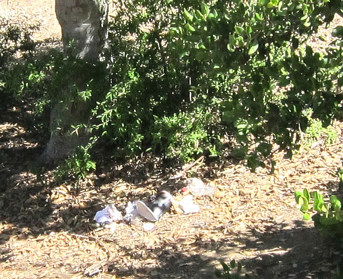 Immediately after exiting the bridge's deck into the canyon, trash on the grounds and graffiti on the bridge and trees was seen.