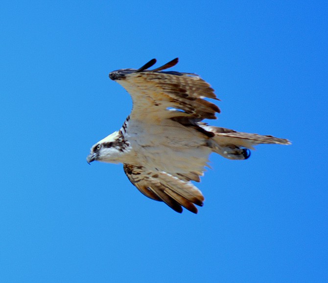 Osprey flyover at the glider port. torrey pines.