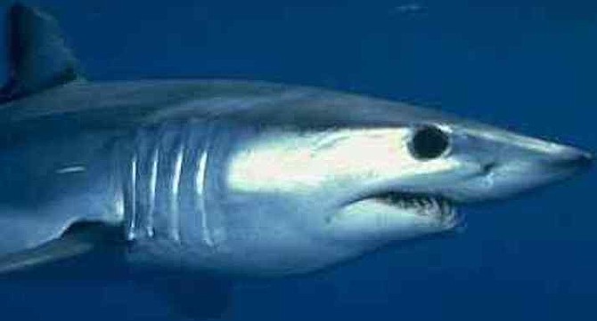 Mako shark meat has a bit less grain and lighter in tone, taste, and texture than thresher's.
