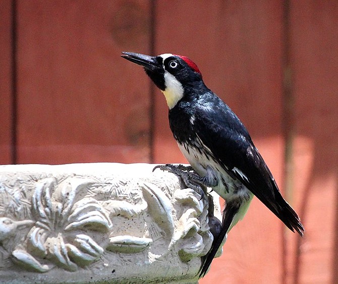 Thirsty Woodpecker in our back yard