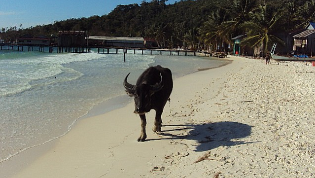 The occasional wandering bull greets the visitor to Koh Rong.