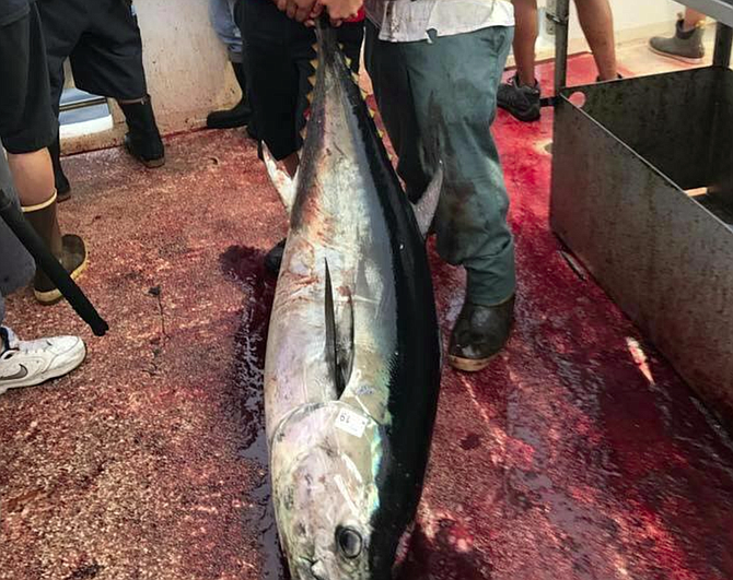 Bottom half of the Grande bluefin photo (see the top half above)