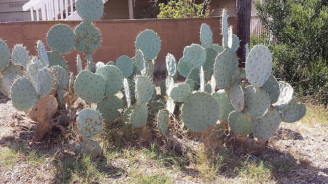Cacti planted originally to make an "excellent fire break," said Sandi. "That was our main motive. But now I am glad it is there to provide some level of security for me."