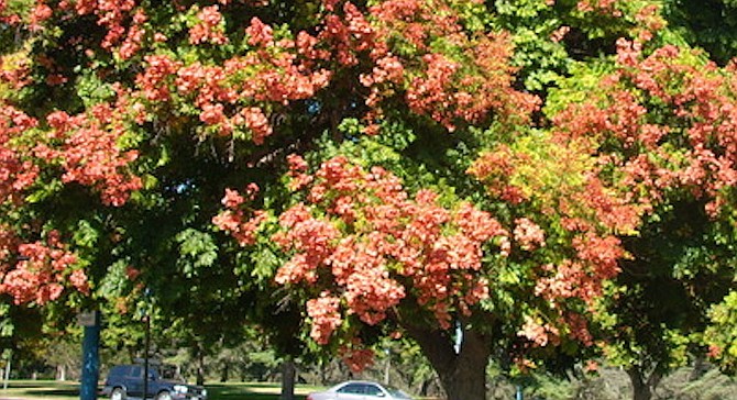 Chinese flame tree in Balboa Park