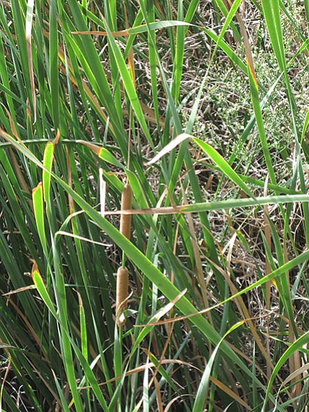 Native cattails grow in the creek for the entire distance.