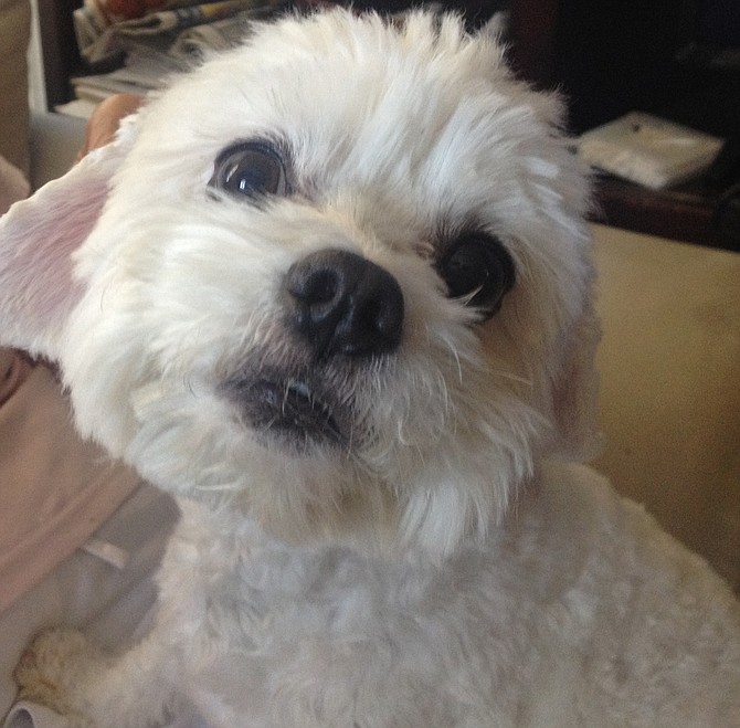 Some tenants label their pet an emotional support animals to bypass no pet policies and avoid paying any related rents or deposits. This dog was ultimately surrendered by a landlord for a hot date one weekend. 