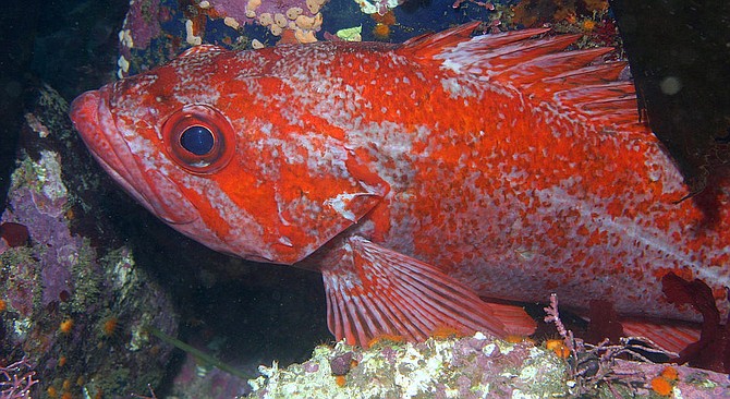 Vermilion rockfish. Counts went up per angler for the bottom-dwellers.