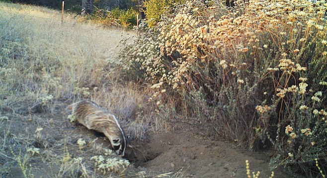 Among 5000 images taken by the motion-activated camera, they got about 30 badger shots.
