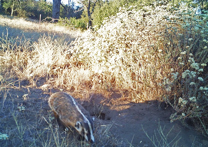 Irrefutable photo evidence of the American badger