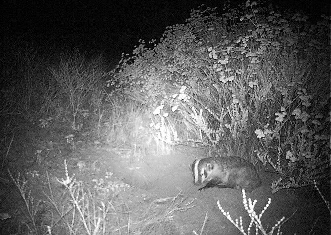 Badger at night
