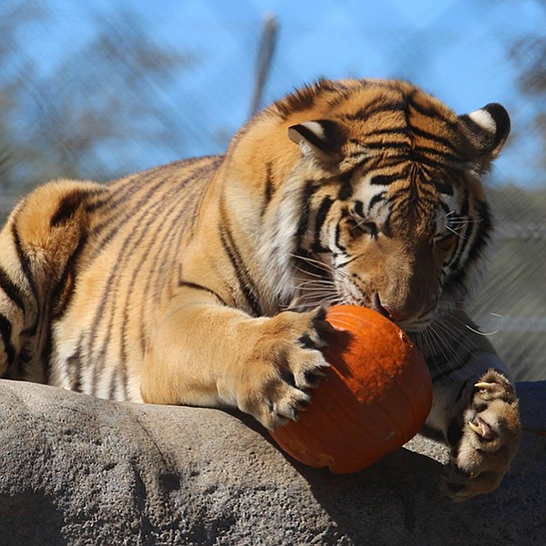 Camp out, and watch the big cats and bears eat their pumpkins