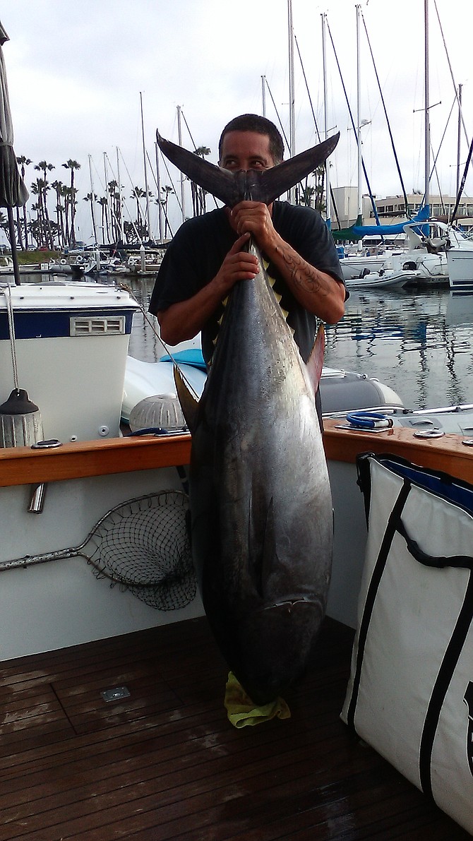In July this 2017, we went fishin bout twenty miles west of Pt. Loma on the now San Diego based 40’ Pacific Blue Fin Formerly named The Smoker. We ran upon this lil’guy Weighing in at a plush 132 pounds undressed on a yummy flier from heaven.
