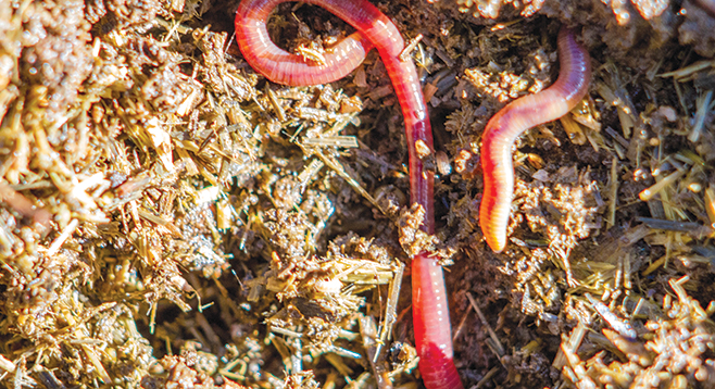Red Wiggler Worm Colony – Mana Microbes Farms