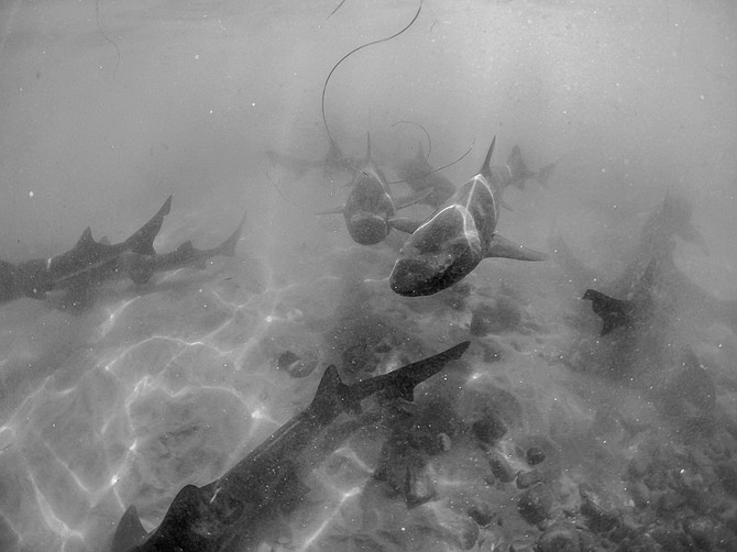 Leopard Shark Beach, La Jolla Shores