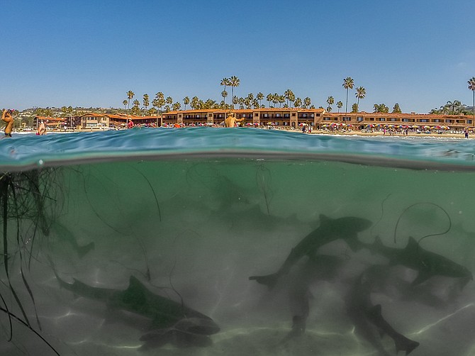 Leopard Shark Beach, La Jolla Shores