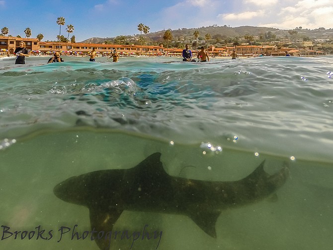 Beautiful Leopard shark in the shallows of La Jolla Shores