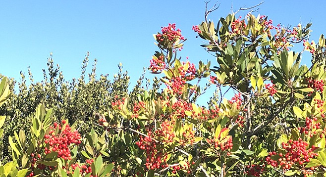 The toyon bush in winter color