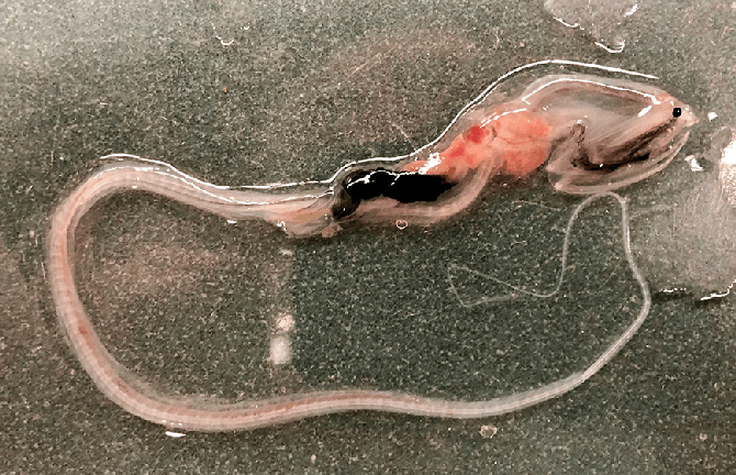 Photo by Ben Frable
Juvenile gulper eel found off San Diego coast