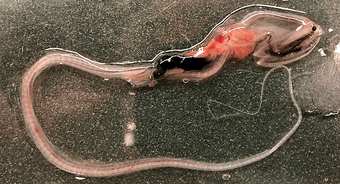 Gulper eel — came from the west side of the Coronado Escarpment. - Image by Ben Frable