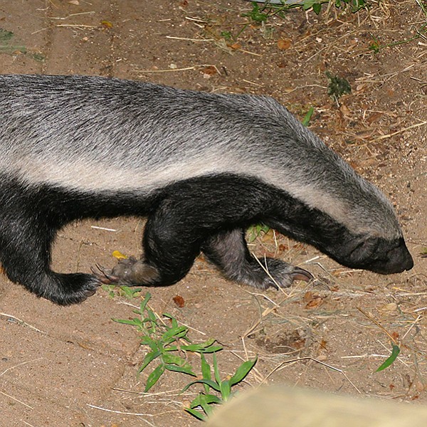 A bad-ass honey badger