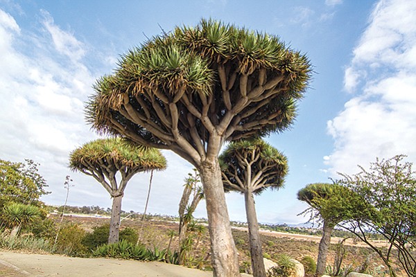 The Guanche people of the Canary Islands used the dragon tree’s sap to mummify their dead.