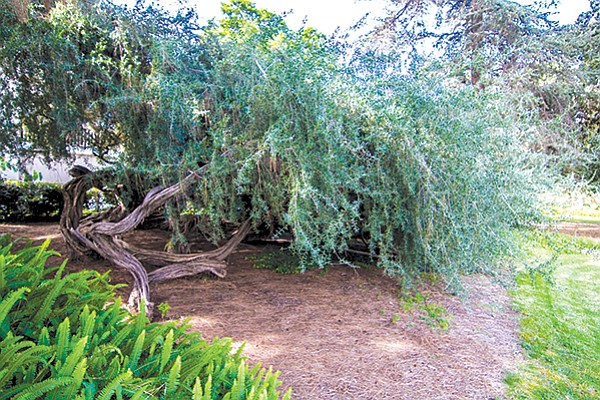 When I ask a passerby to give the Australian tea tree a name based on either Harry Potter or Lord of the Rings, he chooses “Gandalf.”