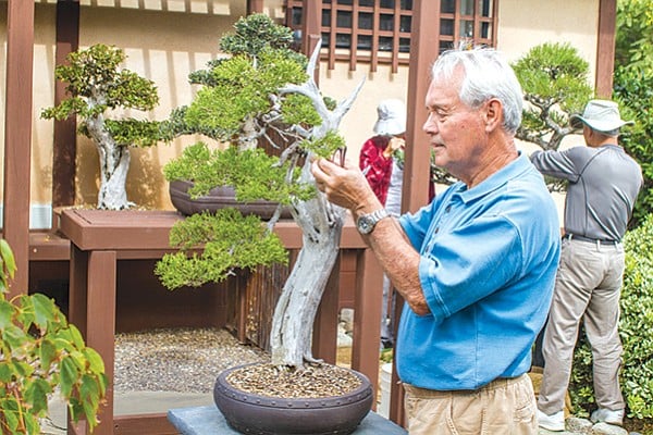 Glen Jensen of the Bonsai Club refused to name this California juniper in the Japanese Friendship Garden.