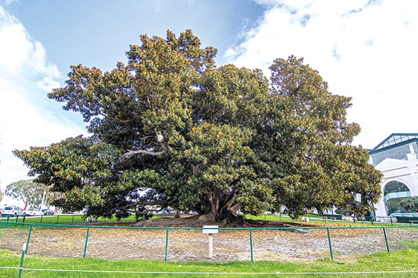 That chain-link fence saved Leo the Moreton Bay fig tree’s life.  Incredulous? Go check out the dead Moreton Bay fig in Golden Hill Park.